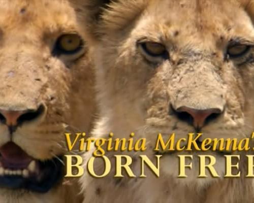 弗吉尼亚·麦肯娜回顾《生来自由》手机在线免费观看